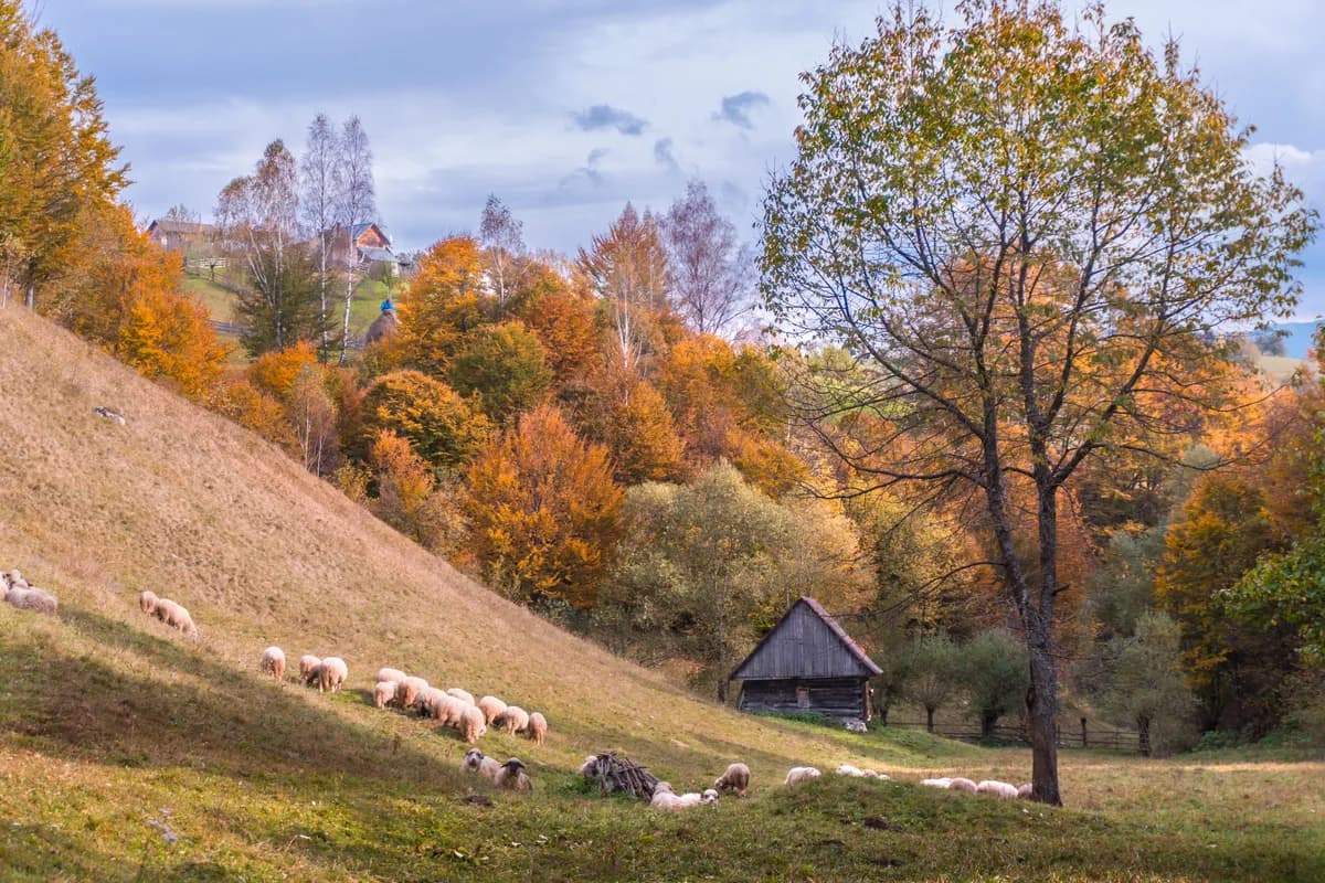 Immagine di esempio BookNoFees: pecore in un prato tra alberi autunnali