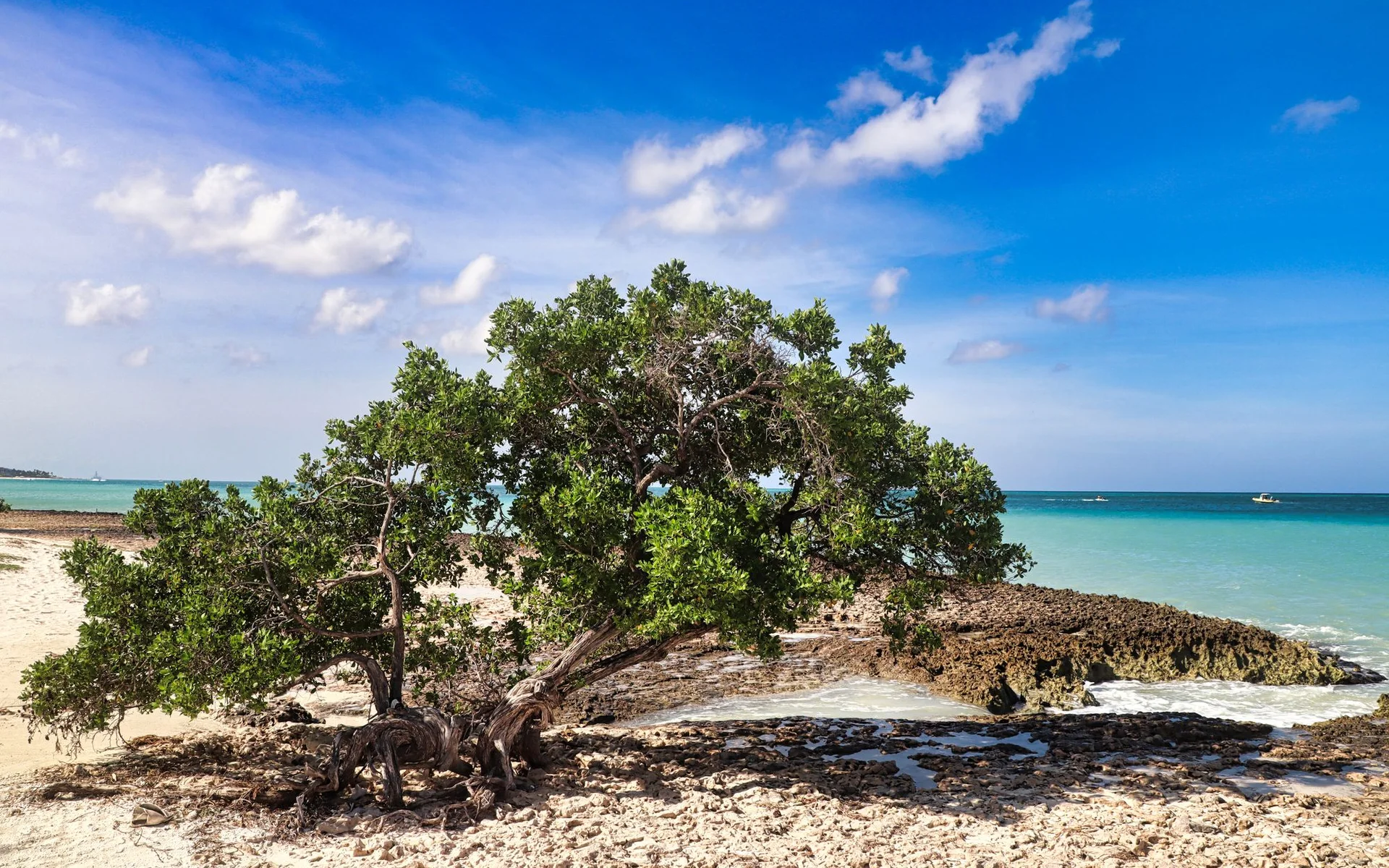 Albero Divi-Divi sulla spiaggia di Oranjestad, Aruba