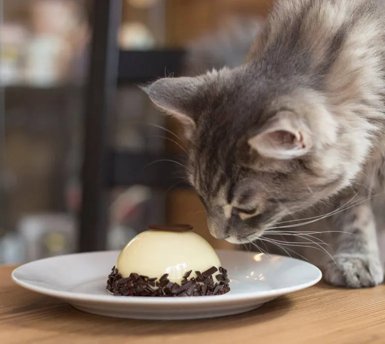 BookNoFees: Caffetteria – Cat Café – Budapest – Cat Café, foto 1