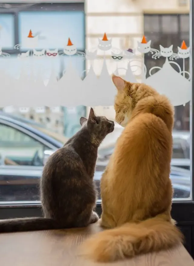 BookNoFees: Caffetteria – Cat Café – Budapest – Cat Café, foto 2