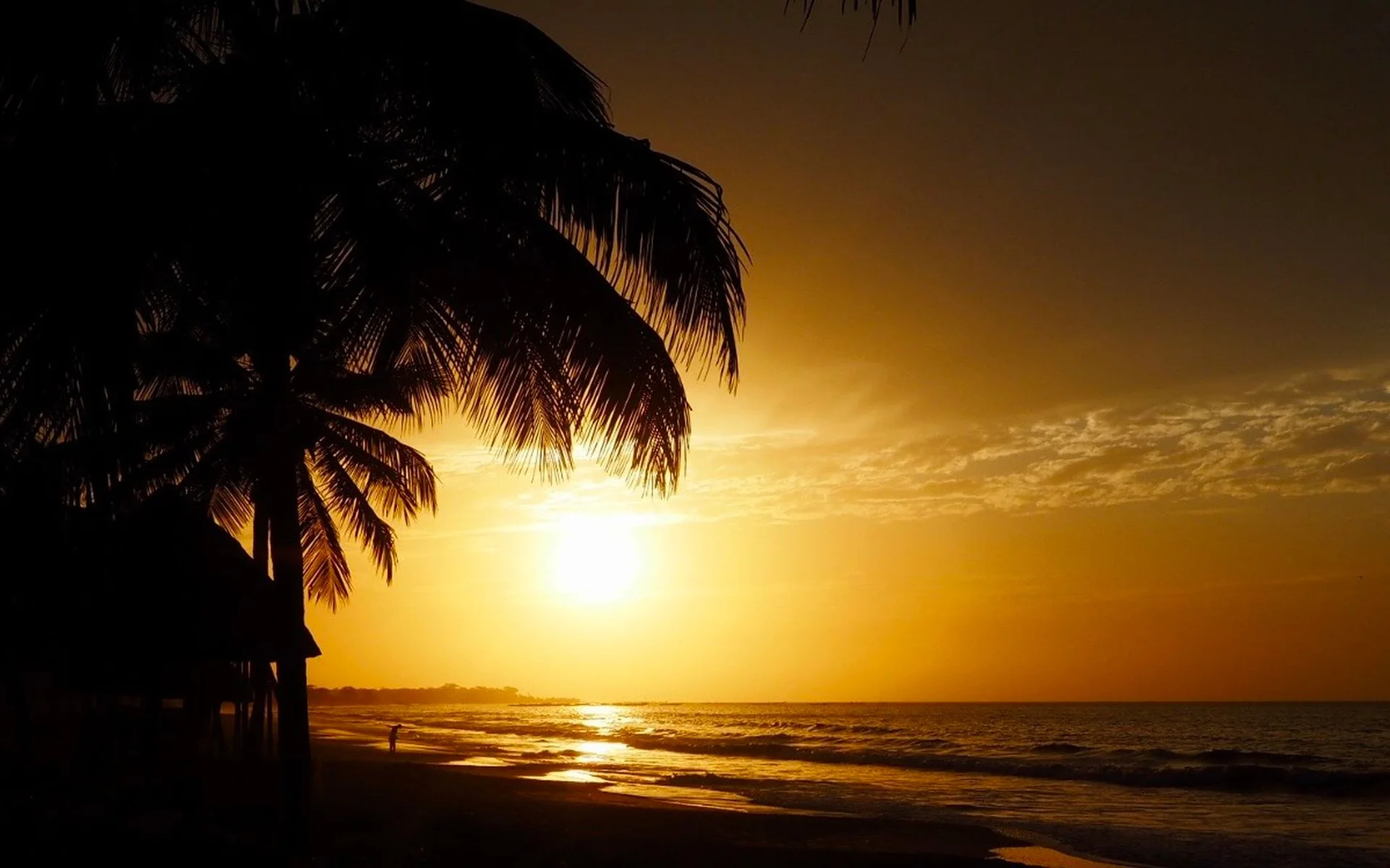Palme sulla spiaggia del Gambia al tramonto